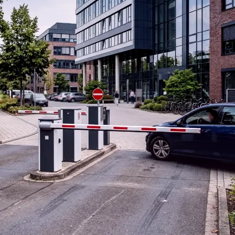 Lupine Bruch – Schnelle Einsatzbereitschaft